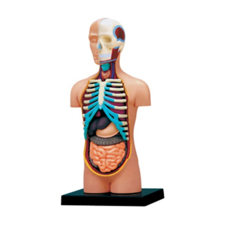 Модел на човешкия торса с подвижни органи Анатомическая модел на човешкото торса Играчка-орган
